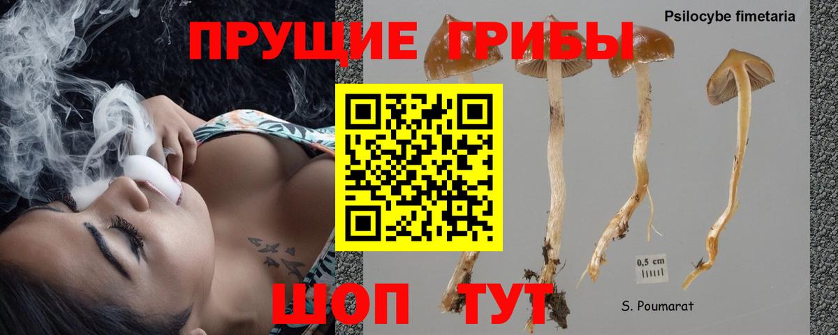 Псилоцибиновые грибы Cubensis Новодвинск